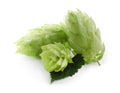 Fresh green hops with leaf on white background Royalty Free Stock Photo