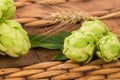 Fresh green hops Royalty Free Stock Photo