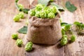 Fresh green hops in sack Royalty Free Stock Photo