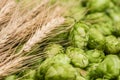 Fresh green hops and wheat spikes as background. Green hops, malt, ears of barley and wheat grain. Beer production Royalty Free Stock Photo