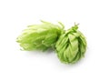 Fresh green hops on white background Royalty Free Stock Photo