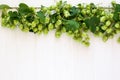 Fresh green hops Royalty Free Stock Photo