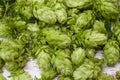 Fresh green hops on white wooden table, closeup Royalty Free Stock Photo