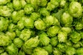 Fresh green hops on a wooden table Royalty Free Stock Photo