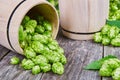 Fresh green hops