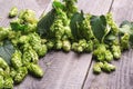 Fresh green hops Royalty Free Stock Photo