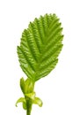 Fresh green hornbeam tree leaf at end of twig isolated Royalty Free Stock Photo