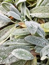 Fresh Green Hosta Plant Leaves after Rain with Water Drops.