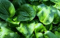 Fresh Green Hosta Plant Leaves after Rain with Water Drops. Botanical Foliage Nature Background. Wallpaper Poster Template. Full Royalty Free Stock Photo