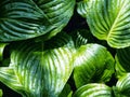 Fresh Green Hosta Plant Leaves after Rain with Water Drops. Botanical Foliage Nature Background. Wallpaper Poster Template. Full Royalty Free Stock Photo