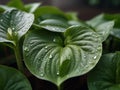 Fresh Green Hosta Plant Leaves after Rain with Water Drops. Royalty Free Stock Photo