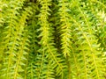 Fresh green huperzia squarrosa fern leaves in nature garden background