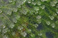 Fresh green hydrilla verticillata growing in the water, Hydrilla Seaweed, Hydrilla Verticillata, Hydrocharitaceae Seaweed Hydrilla Royalty Free Stock Photo