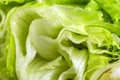 Fresh green iceberg lettuce salad leaves close up. Royalty Free Stock Photo