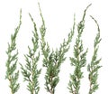 Fresh green isolated conifer leaves on white