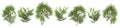 Fresh green isolated conifer leaves on white