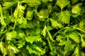 Fresh green italian parsley leaves Royalty Free Stock Photo