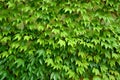 Fresh green ivy creeper leaves Royalty Free Stock Photo