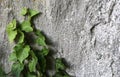 Fresh Green Ivy Growing On A Concrete Wall Background