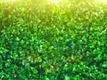 Fresh green ivy leaves as background or texture with bright morning sunlight - garden or park wall with Hedera Helix plant, city Royalty Free Stock Photo