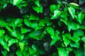 Fresh green ivy leaves as background or texture - garden or park wall with Hedera Helix plant, city jungle concept Royalty Free Stock Photo