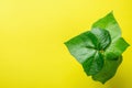 Fresh Green Ivy Leaves on Bright Yellow Background. Sunlight Leak. Botanical Foliage Banner Poster. Fashion Interior Decoration