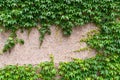 Fresh green ivy leaves cover concrete wall background Royalty Free Stock Photo