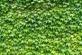 Fresh green ivy leaves cover concrete wall background Royalty Free Stock Photo