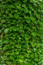 Fresh green ivy leaves overgrow a tree trunk Royalty Free Stock Photo