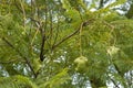 Fresh green Jacaranda seed pods on its tree, in South Australia Royalty Free Stock Photo