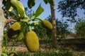 Fresh green Jackfruit Artocarpus heterophyllus Royalty Free Stock Photo