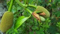 Fresh green Jackfruit  Artocarpus heterophyllus Royalty Free Stock Photo