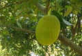 Fresh green Jackfruit ( Artocarpus heterophyllus ) hanging on brunch tree in the garden Royalty Free Stock Photo