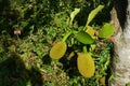 Fresh green Jackfruit Artocarpus heterophyllus Royalty Free Stock Photo