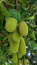 Fresh green Jackfruit & Artocarpus heterophyllus. Royalty Free Stock Photo