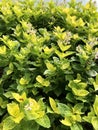 Fresh and green Japanese jasmine leaves and flowers