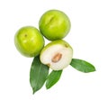 Fresh green jojoba with leaves isolated Royalty Free Stock Photo