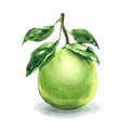 Fresh green juicy pomelo, tropical pomelo tree, whole ripe citrus fruit with leaf, healthy food, isolated, package