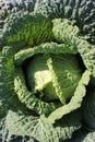 Fresh green juicy savoy cabbage in the garden. top view, close up. Young cabbage in the spring. Autumn harvest Royalty Free Stock Photo