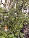 Fresh green juniper or pine bush texture with water drops Royalty Free Stock Photo