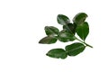 Fresh green kaffir lime leaves isolated on a white background. Royalty Free Stock Photo
