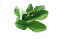 Fresh Green Kaffir Lime Leaves isolated on White Background, ingradient for Asia`s food Royalty Free Stock Photo