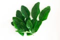 Fresh Green Kaffir Lime Leaves isolated on White Background, ingradient for Asia`s food Royalty Free Stock Photo