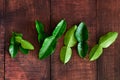 Fresh Green Kaffir Lime Leaves on wooden desk Background, ingradient for Asia`s food with copy space