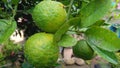 Fresh green kaffir limes in a natural tree background Royalty Free Stock Photo