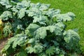 Fresh green kale grown at a vegetable garden