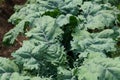 Fresh green kale grown at a vegetable garden