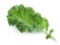 Fresh green kale leaf isolated on white background Royalty Free Stock Photo