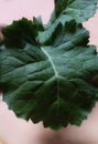 Fresh Green Kale leaves