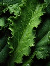 Fresh green kale leaves being rinsed and ready to be eaten or be made a detox juice